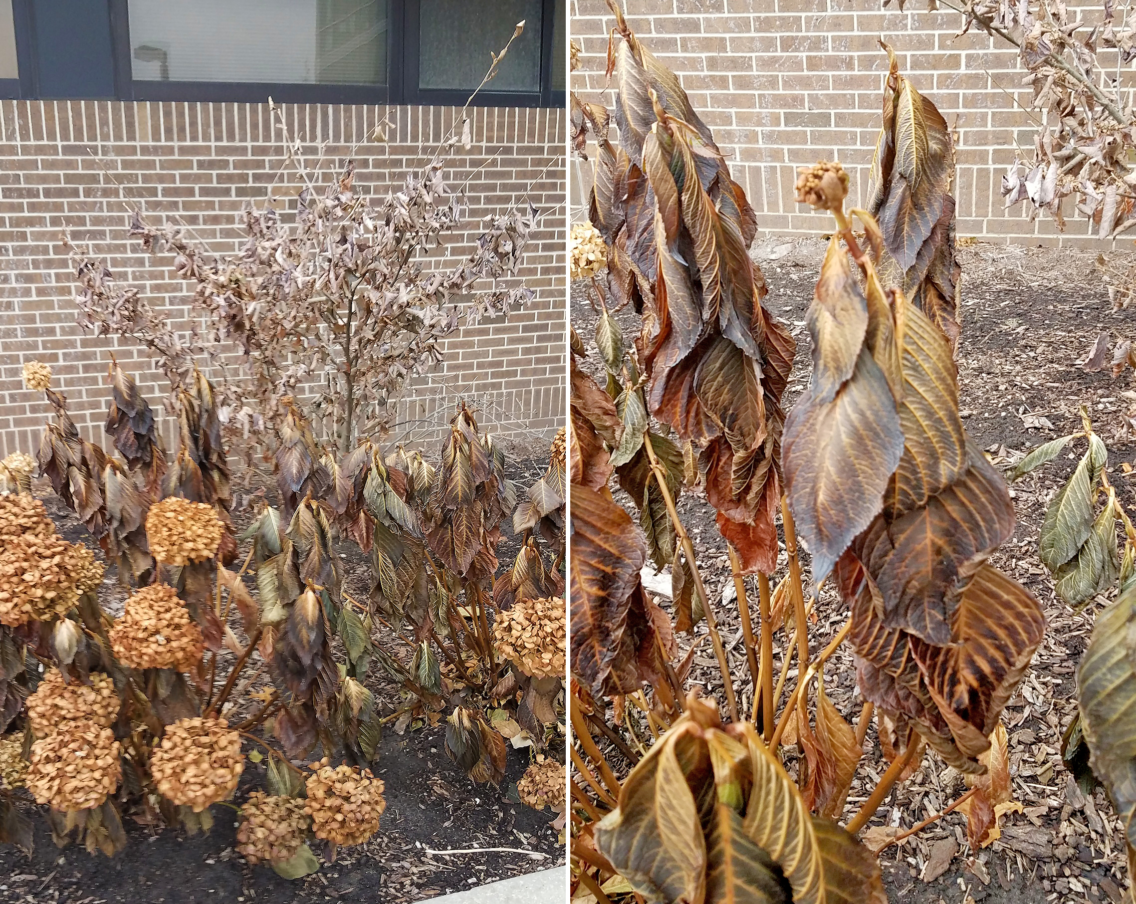 Hydrangea with frost injury to leaves